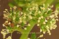 common grape vine